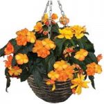 Begonia Apricot Sparkle 2 Pre-Planted Rattan Hanging Baskets