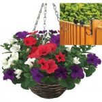 Petunia Surfinia Classic 2 Pre-Planted Rattan Hanging Baskets And Fence Brackets