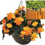 Begonia Apricot Sparkle Trailing 2 Pre-Planted Rattan Hanging Baskets And Fence Brackets