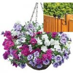 Petunia Tumbelina Scented Trailing Mix 2 Pre-Planted Rattan Hanging Baskets And Fence Brackets
