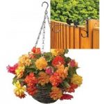 Begonia Gold Balcony 2 Pre-Planted Rattan Hanging Baskets And Fence Brackets