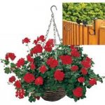 Trailing Red Geranium 2 Pre-Planted Rattan H/Baskets with Fence Brackets