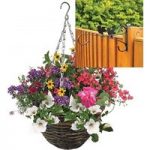 Mixed Floral 2 Pre-Planted Rattan Hanging Baskets And Fence Brackets