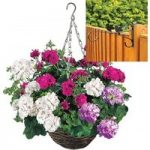 Mixed Trailing Geranium Cerise Tint 2 Pre-Planted Rattan H/Baskets with Fence Brackets