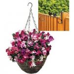 Sweet Pea Sugar and Spice 2 Pre-Planted Rattan H/Baskets with Fence Brackets