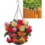 Splendide Mixed Begonias 2 Pre-Planted Rattan H/Baskets with Fence Brackets