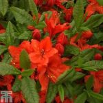 Rhododendron ‘Barselik’ (Azalea Group)