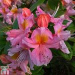 Rhododendron ‘Berryrose’ (Azalea Group)
