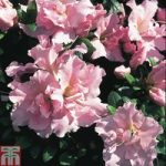 Rhododendron ‘Betty Anne Voss’ (Azalea Group)