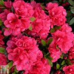 Rhododendron ‘Canzonetta’ (Azalea Group)