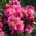 Rhododendron ‘Chipmunk’ (Azalea Group)