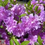 Rhododendron ‘Elsie Lee’ (Azalea Group)