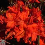 Rhododendron ‘Fireball’ (Azalea Group)