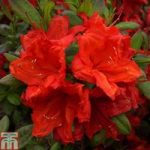 Rhododendron ‘Firecracker’ (Azalea Group)