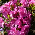 Rhododendron ‘Flower Arranger’ (Hyde) (Azalea Group)