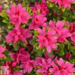Rhododendron ‘Geisha Pink’ (Azalea Group)