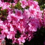 Rhododendron ‘George Hyde’ (Hyde) (Azalea Group)