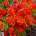 Rhododendron ‘Gibraltar’ (Azalea Group)