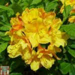 Rhododendron ‘Glowing Embers’ (Azalea Group)