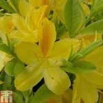 Rhododendron ‘Gold Topas’ (Azalea Group)