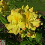 Rhododendron ‘Golden Sunset’ (Azalea Group)