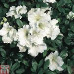 Rhododendron ‘Gumpo White’ (Azalea Group)