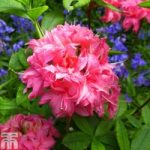 Rhododendron ‘Homebush’ (Azalea Group)