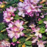 Rhododendron ‘Irohayama’ (Azalea Group)