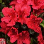 Rhododendron ‘Johanna’ (Azalea Group)