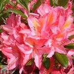 Rhododendron ‘Jolie Madame’ (Azalea Group)