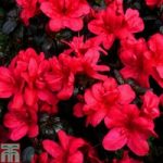 Rhododendron ‘Maruschka’ (Azalea Group)
