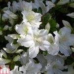 Rhododendron ‘Mary Helen’ (Azalea Group)