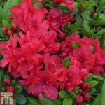 Rhododendron ‘Mother’s Day’ (Azalea Group)