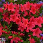 Rhododendron ‘Nico’ (Azalea Group)