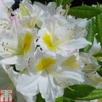 Rhododendron ‘Persil’ (Azalea Group)