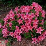 Rhododendron ‘Pink Pancake’ (Azalea Group)