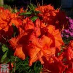 Rhododendron ‘Royal Command’ (Azalea Group)