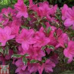 Rhododendron ‘Salmon’s Leap’ (Azalea Group)
