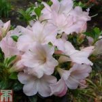 Rhododendron ‘Sir Robert’ (Azalea Group)