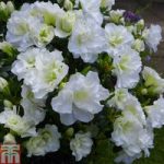 Rhododendron ‘Snow Pearl’ (Azalea Group)
