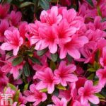 Rhododendron ‘Silvester’ (Azalea Group)