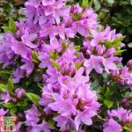 Rhododendron ‘Tit-willow’ (Azalea Group)