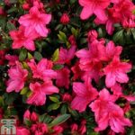 Rhododendron ‘Vuyk’s Scarlet’ (Azalea Group)