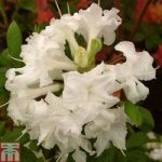 Rhododendron ‘Whitethroat’ (Azalea Group)