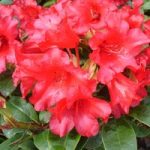 Rhododendron ‘Bengal’