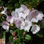 Rhododendron ‘Cilpinense’