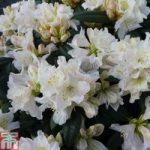 Rhododendron ‘Dora Amateis’