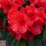 Rhododendron ‘Elizabeth Red Foliage’