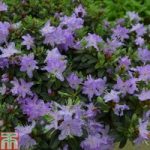 Rhododendron ‘Leni’