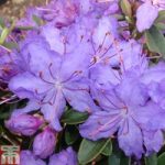 Rhododendron ‘Night Sky’